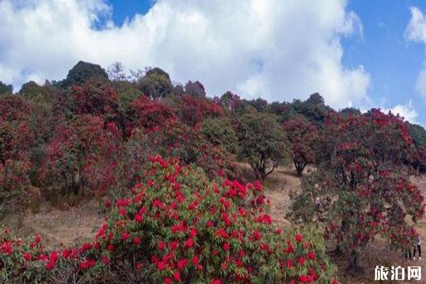 云南盈江杜鵑花開(kāi)了 賞花地在哪里_游云南網(wǎng)  第2張