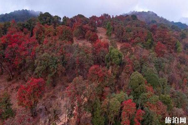 云南盈江杜鵑花開(kāi)了 賞花地在哪里_游云南網(wǎng)  第1張