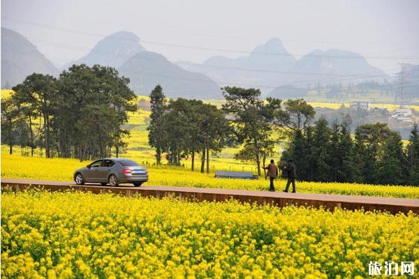 2020云南羅平油菜花景區(qū)恢復(fù)開(kāi)放和對(duì)全國(guó)醫(yī)護(hù)人員免費(fèi)景區(qū)_游云南網(wǎng)  第1張