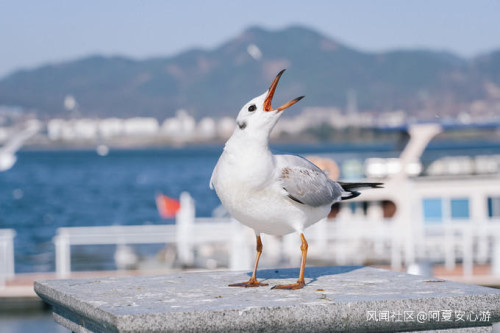 春節云南旅游攻略，云南七日旅游攻略詳細_游云南網(wǎng)  第2張